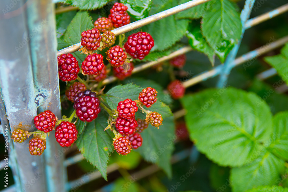 red berries hanging from a branch on a blurry green background close-up red berries hanging from a branch on a blurry green background close-up