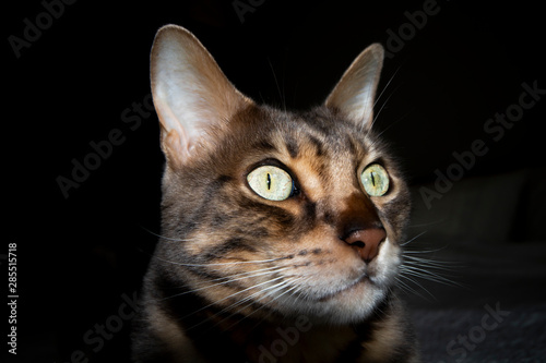 Male five year old Corsican Blue Marbled Bengal domestic cat, breed derived from the Asian Leopard