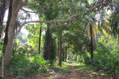 Fototapeta Naklejka Na Ścianę i Meble -  Banana Island, Sierra Leone