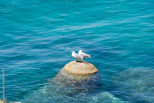 pair of seagull watching the bathers in the seccheto beach on the island of Elba photo