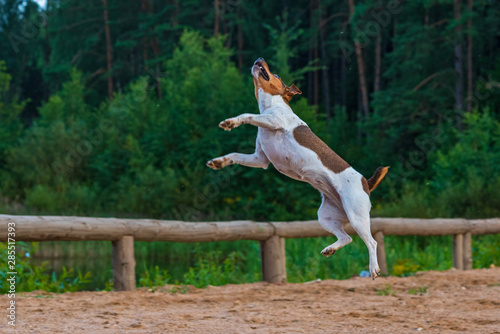 Dog jumps for food.Photographed in motion  in defocus..