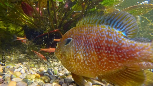 Pumpkinseed (Lepomis gibbosus) defending spawning place photo