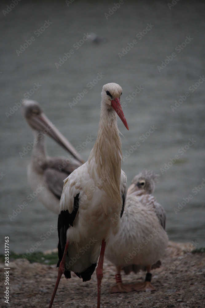 Fototapeta premium cigogne