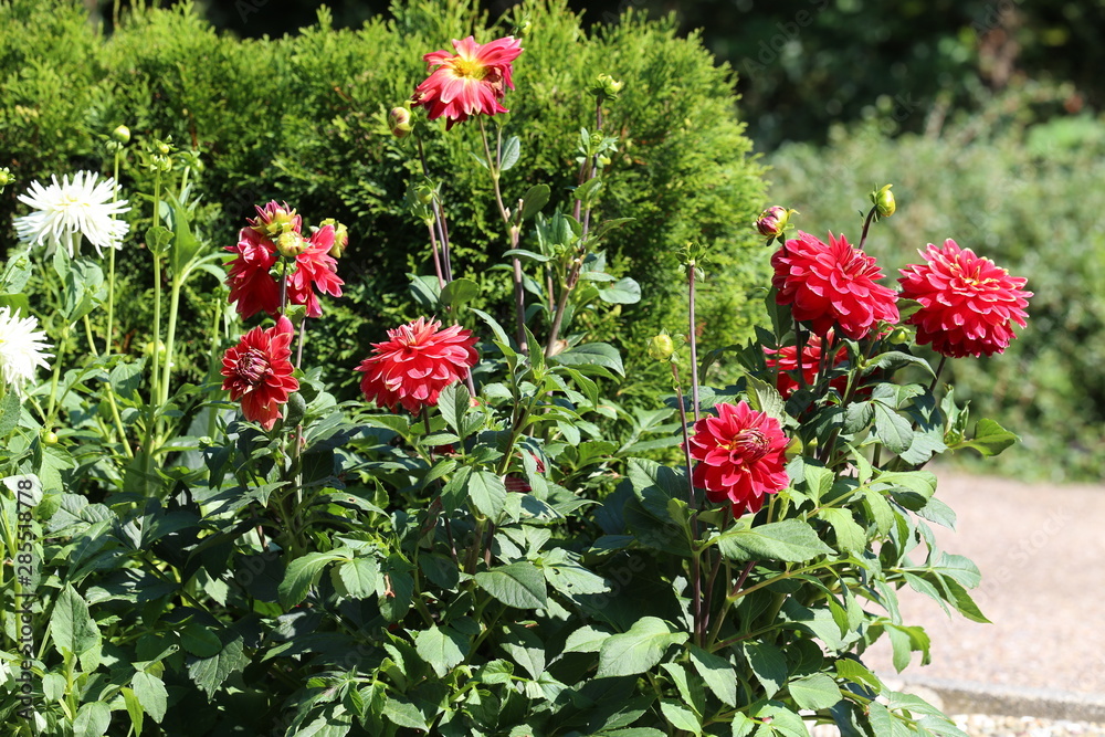Magenta Color Dalia Flower In The Park
