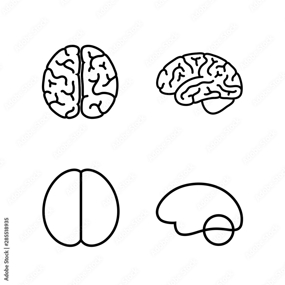 Vector illustration of human brain anatomy Stock Vector | Adobe Stock