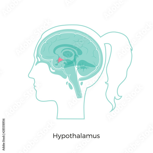 Vector illustration of Hypothalamus 