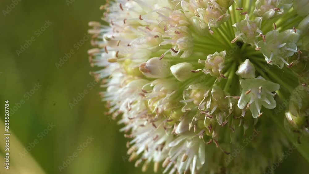 white onion flower growing on summer meadow at sunny day white onion flower growing on summer meadow at sunny day