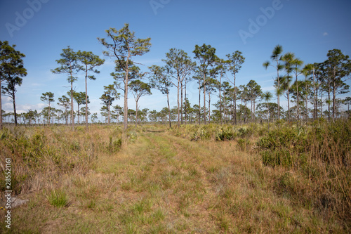 Pine Flatwoods in Central Florida