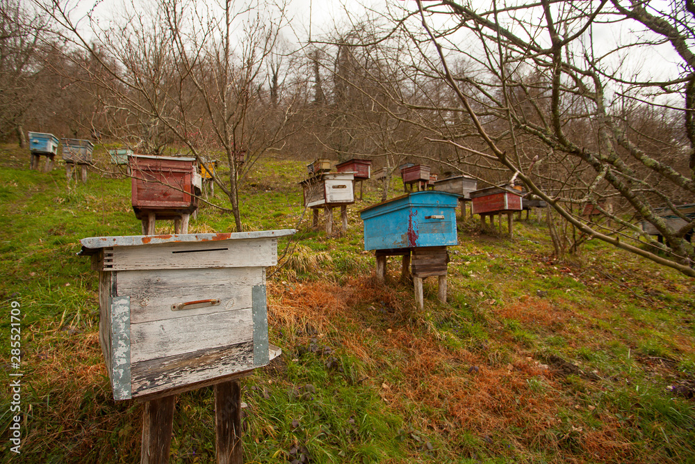bee passeka on a village farm in spring bee passeka on a village farm in spring