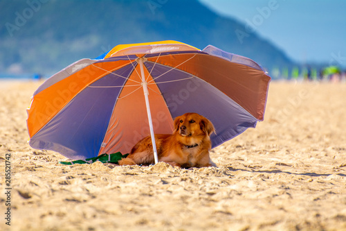 Dog rest in the shade of a beach umbrella on a hot summer day
