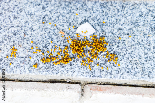 Young spiders, hatched from eggs in the nest. Colony of newborn photo