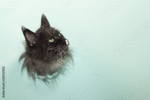 Photography black head of the cat breed Maine Coon gets out of the hole