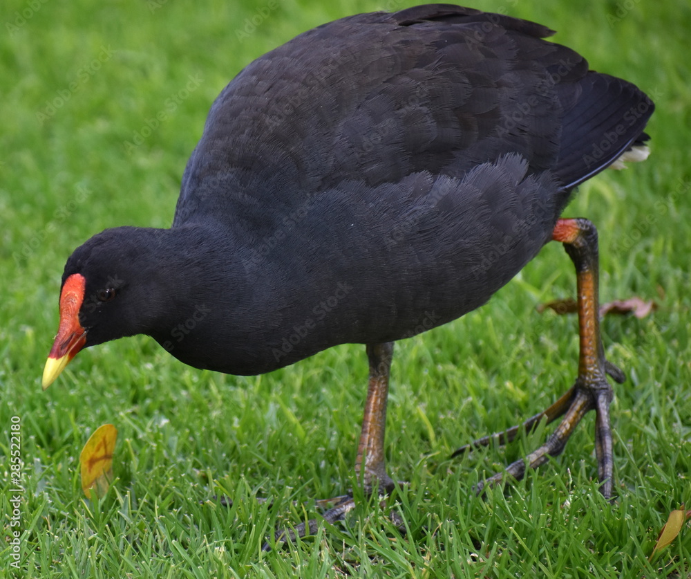 Moorhen walking in a park Moorhen walking in a park
