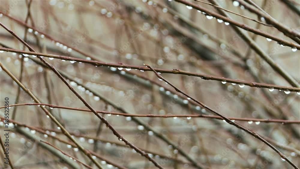 Dew Drops on Tree Branches. Pan Focus Shot. Dew Drops on Tree Branches. Pan Focus Shot.