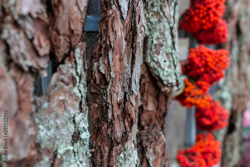 bunch of rowan berries orange on a background of textured bark on a blurred background