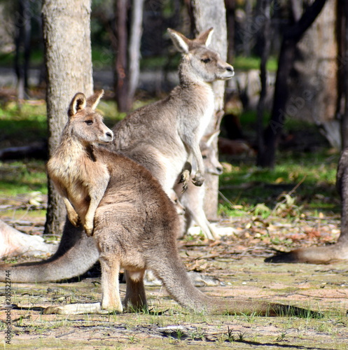 Kangaroos standing together in a national park looking at something