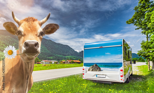 Kuh und Reisemobil in Bayern