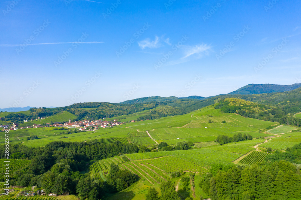Vignes alsaciennes au pied des Vosges