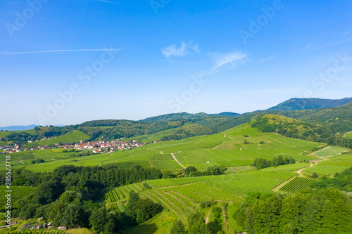 Vignes alsaciennes au pied des Vosges