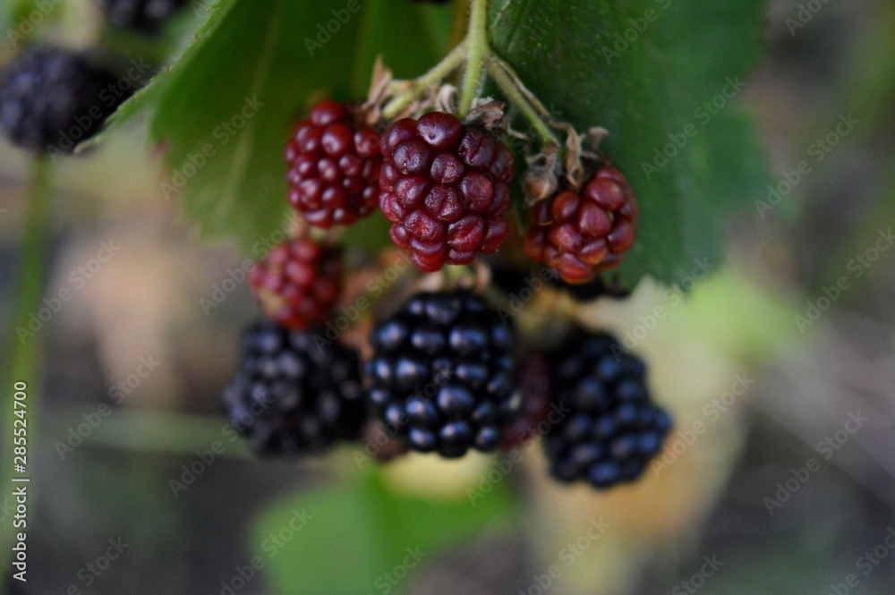 black and red homemade raspberries black and red homemade raspberries