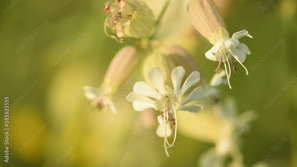 unopened buds of white flowers on blurred natural background unopened buds of white flowers on blurred natural background