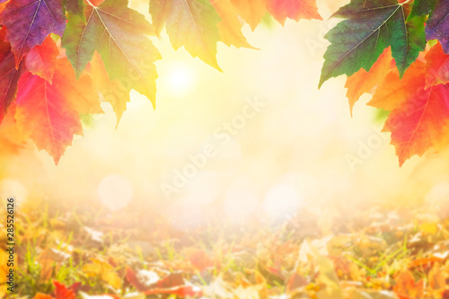 Autumn leaves over golden sunny bokeh background, multi colored leaves sunset copy space