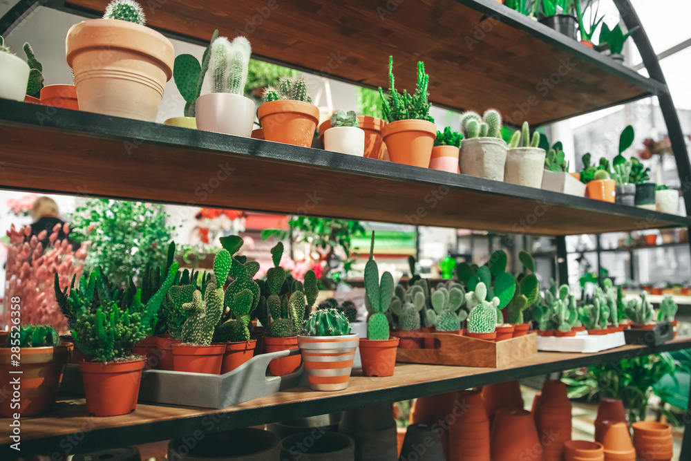 Market of flowers, mini cactus in pots shelves sold
