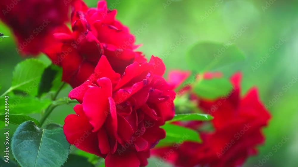 Red rose flower blooming. Beautiful roses growing in a garden. Slow motion 4K UHD video footage. 3840X2160