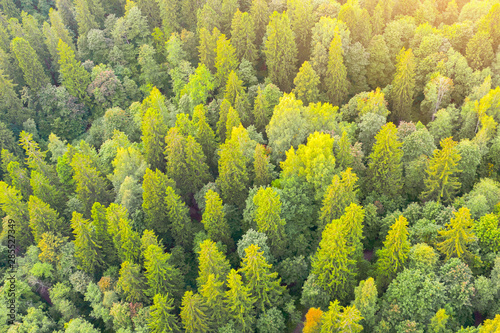 Beautiful forest scene in autumn with green and yellow foliage, aerial view.