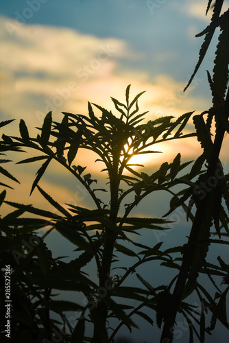 silhouette of a tree at sunset