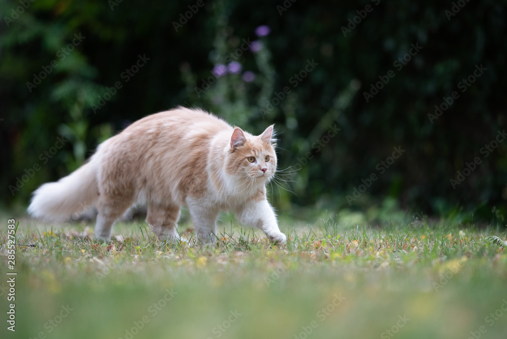 young cream tabby ginger white maine coon cat with fluffy tail outdoors in the garden walking on grass looking ahead curiously