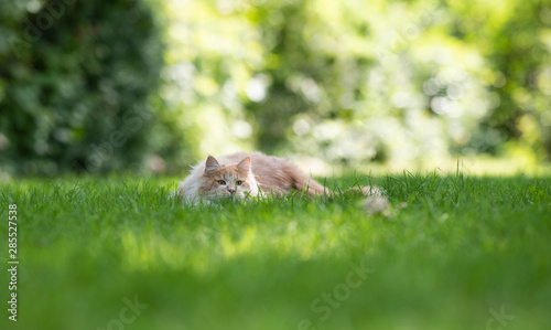 front view of a young cream tabby ginger white maine coon cat lurking outdoors in the back yard on the prowl hiding in grass on a sunny summer day