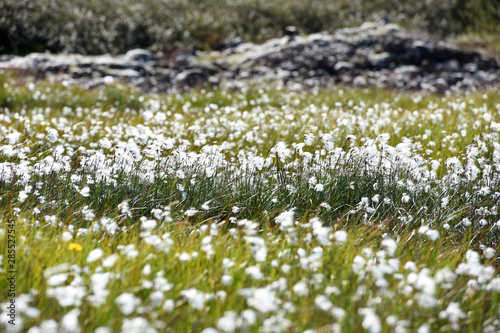 Arctic cotton grass  Eriophorum  field in Iceland  Europe.