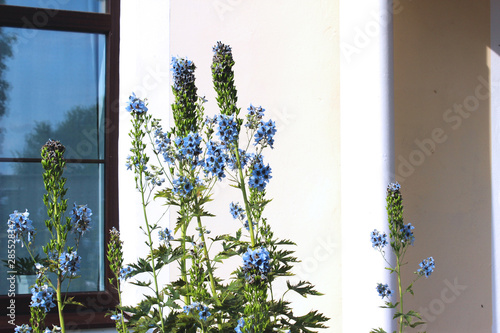 Flower garden with delphinium flowers on the background of the yellow wall of the house. Life in the country  summer  travel  gardening.