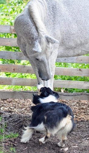 Aussie plays with a gray horse
