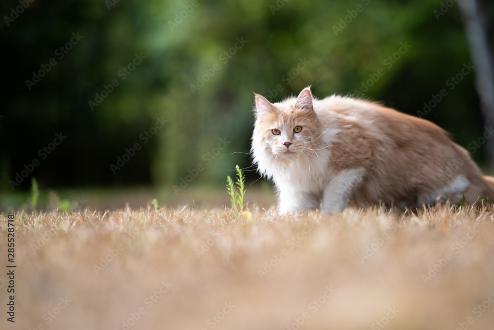 curious young cream tabby ginger white maine coon cat standing up from dried up grass looking at camera outdoors in the back yard on a hot summer day