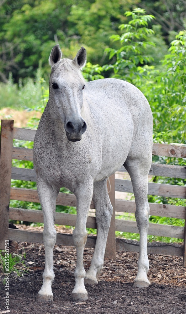 Fototapeta premium Gray horse stands near the fence