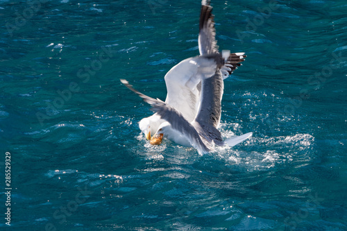 Seagulls fighting over a piece of bread in the Mediterranean sea near the island of Elba
