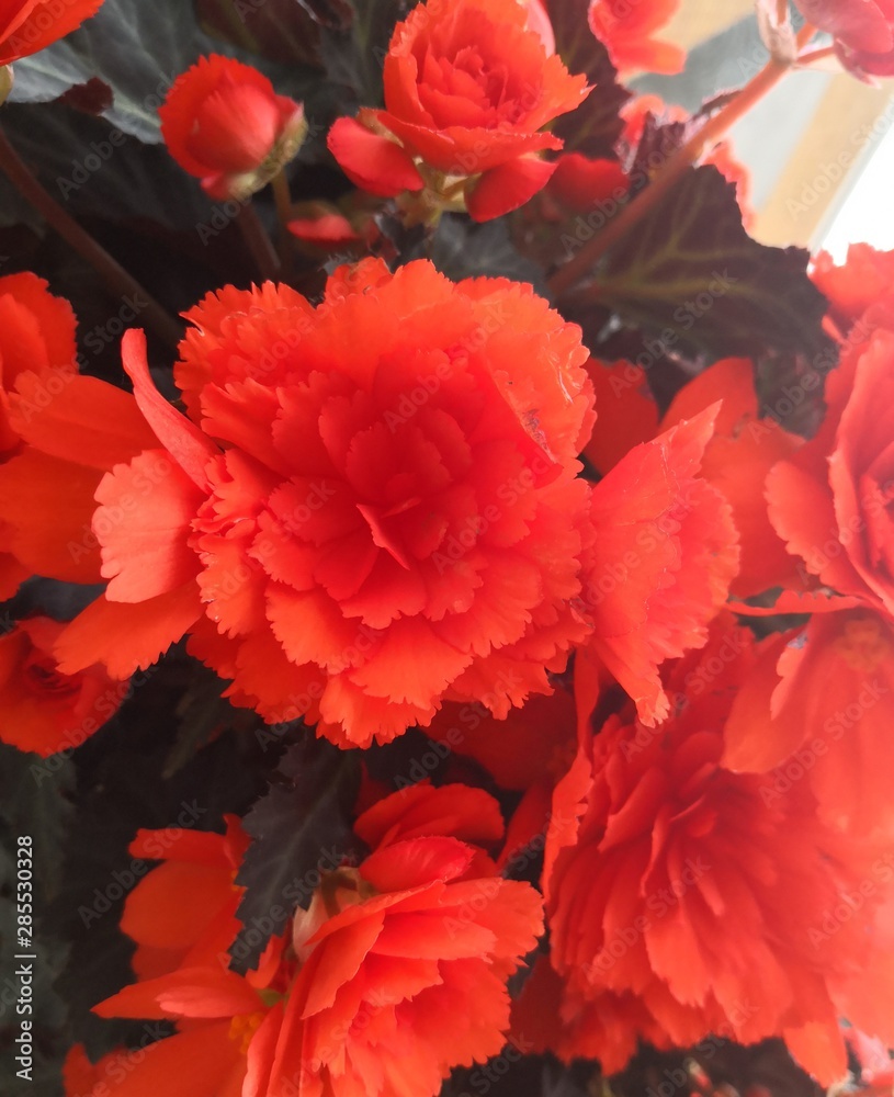 Beautiful red flowers in a garden
