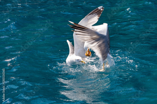 Seagulls fighting over a piece of bread in the Mediterranean sea near the island of Elba