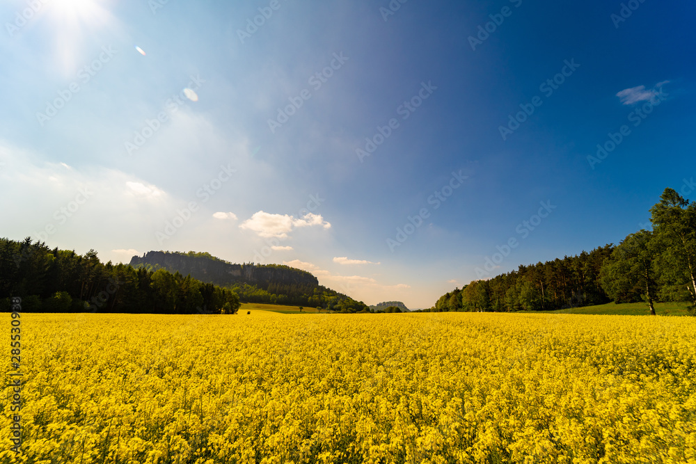 Rapsfeld vor Festung Königstein Rapsfeld vor Festung Königstein