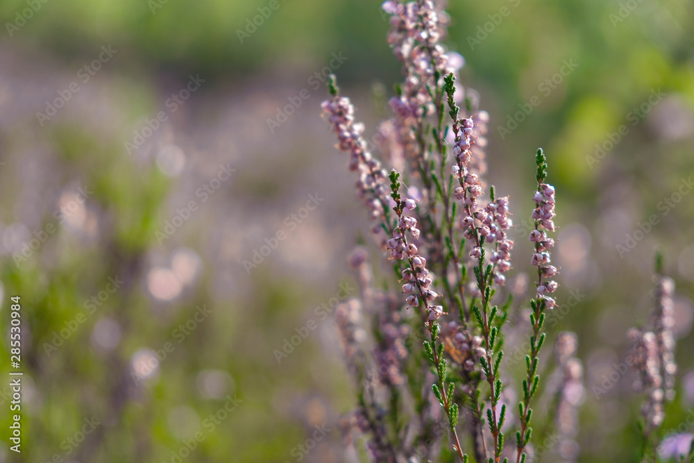 Heather field in the morning light in the forest. Ukrainian nature. Heather field in the morning light in the forest. Ukrainian nature.
