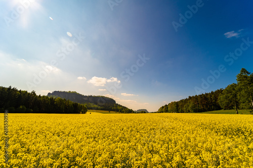 Rapsfeld vor Festung K  nigstein