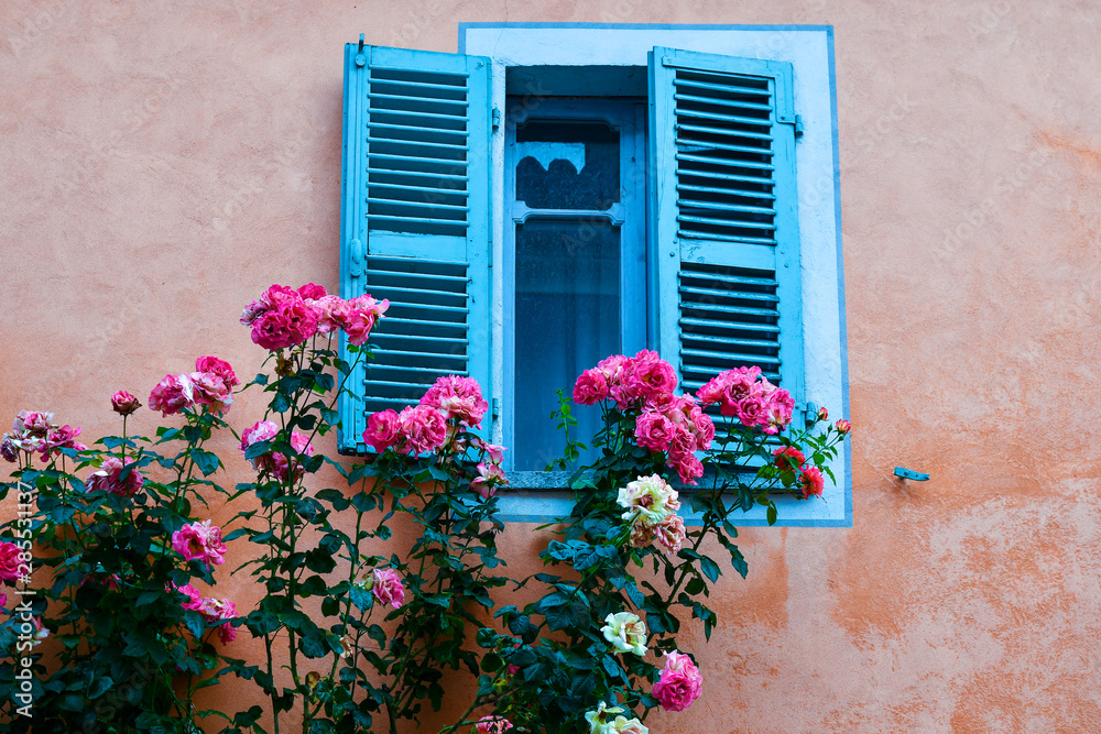 Close-up of an old window with light blue wooden shutters and a blooming pink rose plant against the wall in summer, Bossolasco, Langhe, Cuneo, Piedmont, Italy