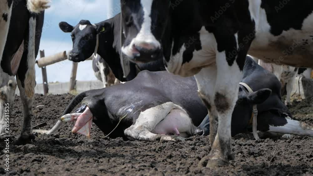 Cow calving. A cow lay down is ready to give birth on a dairy farm ...