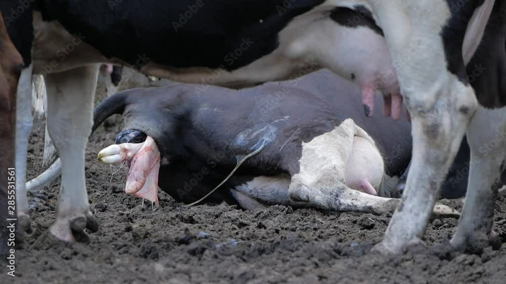 Cow calving. A cow lay down is ready to give birth on a dairy farm. Cow calving. A cow lay down is ready to give birth on a dairy farm.
