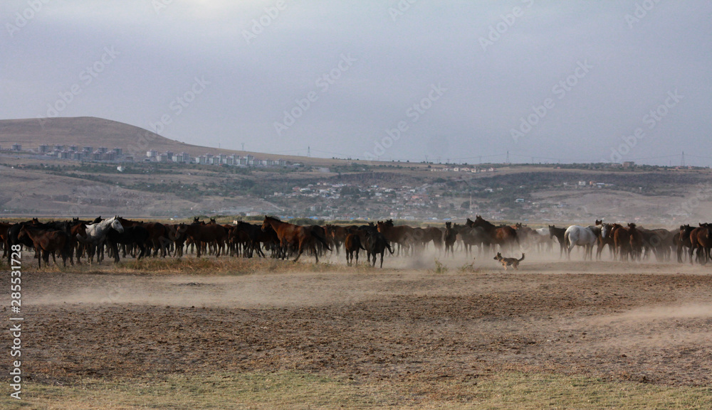 a plain with beautiful horses in sunny summer day in Turkey. Herd of thoroughbred horses. Horse herd run fast in desert dust against dramatic sunset sky. wild horses a plain with beautiful horses in sunny summer day in Turkey. Herd of thoroughbred horses. Horse herd run fast in desert dust against dramatic sunset sky. wild horses