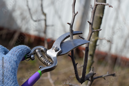 Pruning pear branches pruners.