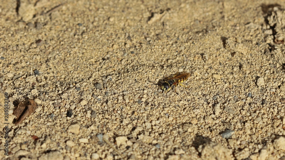 Männlicher Bienenwolf (Philanthus triangulum) Männlicher Bienenwolf (Philanthus triangulum)