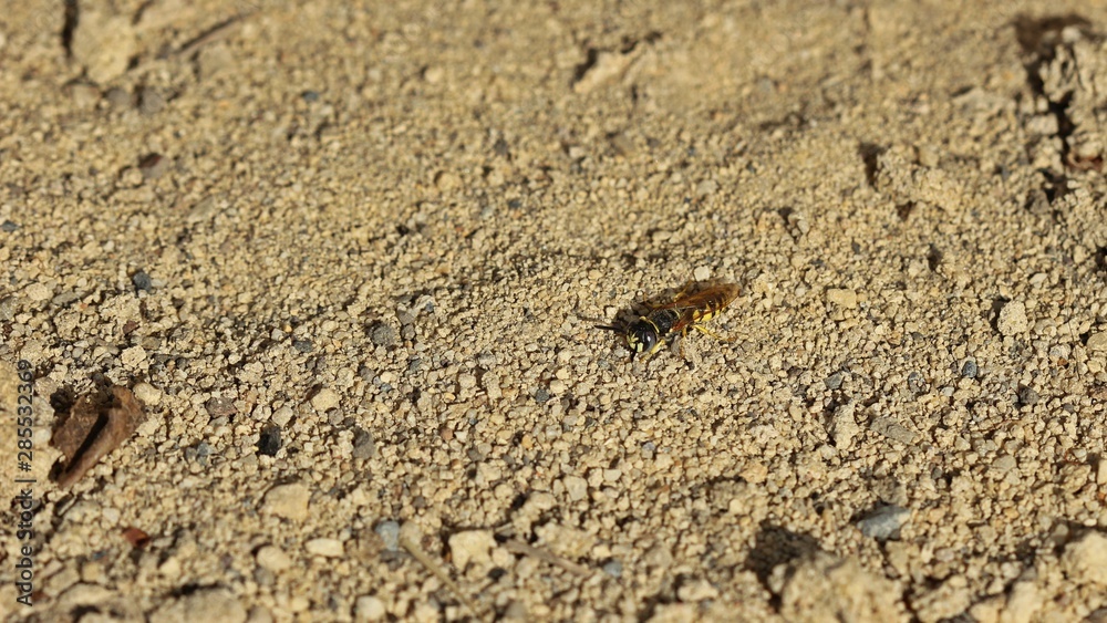 Männlicher Bienenwolf (Philanthus triangulum)